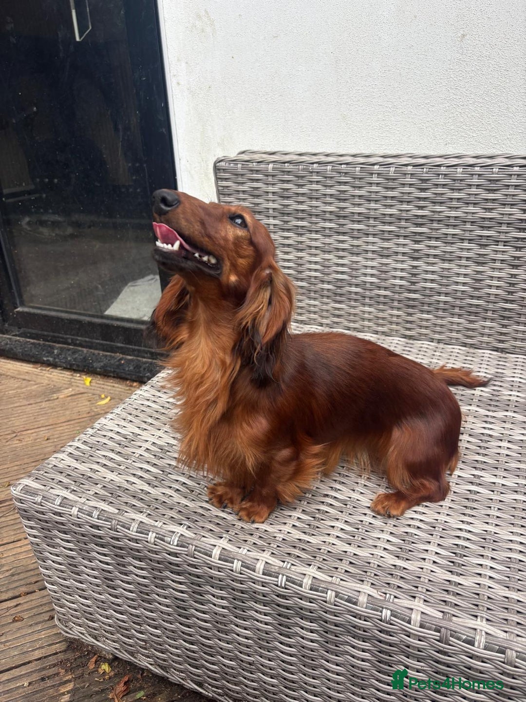 Miniature Dachshund dogs for sale: Quality Russian shaded red minis - Advert 23