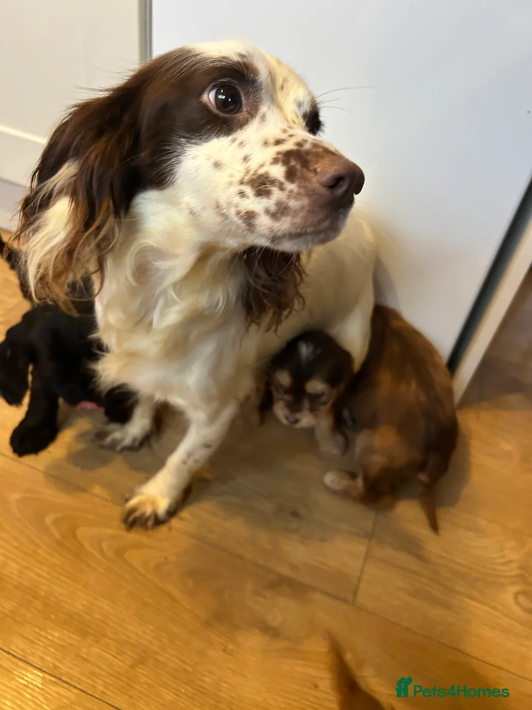 Cockapoo dogs for sale: Stunning Cockapoo Puppies  - Advert 4