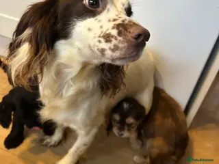 Cockapoo dogs Stunning Cockapoo Puppies - Advert 5