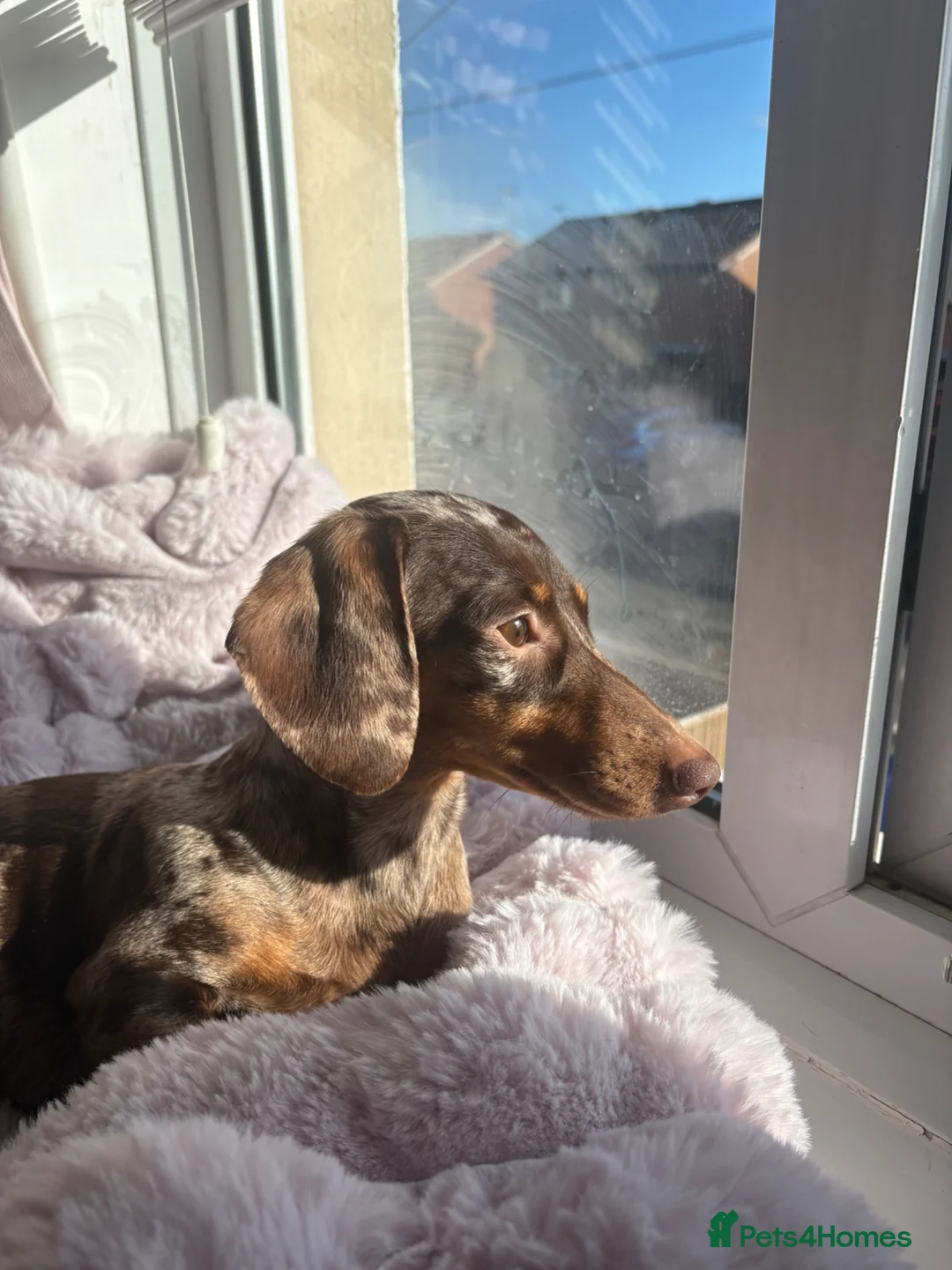 Miniature Dachshund dogs for sale: 2 girl miniature dachshund  in Ashford - Advert 6