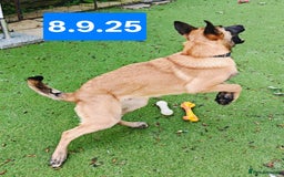 Belgian Shepherd Dog dogs for sale: KC Reg Belgian Shepherd Malinois pups for sale in Newport - Image 5