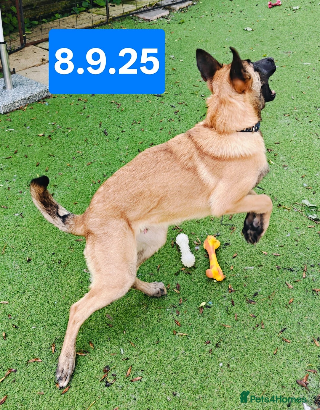 Belgian Shepherd Dog dogs for sale: KC Reg Belgian Shepherd Malinois pups for sale in Newport - Image 5