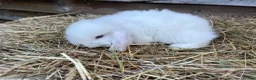 Mini Lop rabbits for sale: Gorgeous Mini lops  - Advert 28