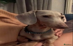 Miniature Dachshund dogs for sale: Female Isabella mini daschund  - Advert 2