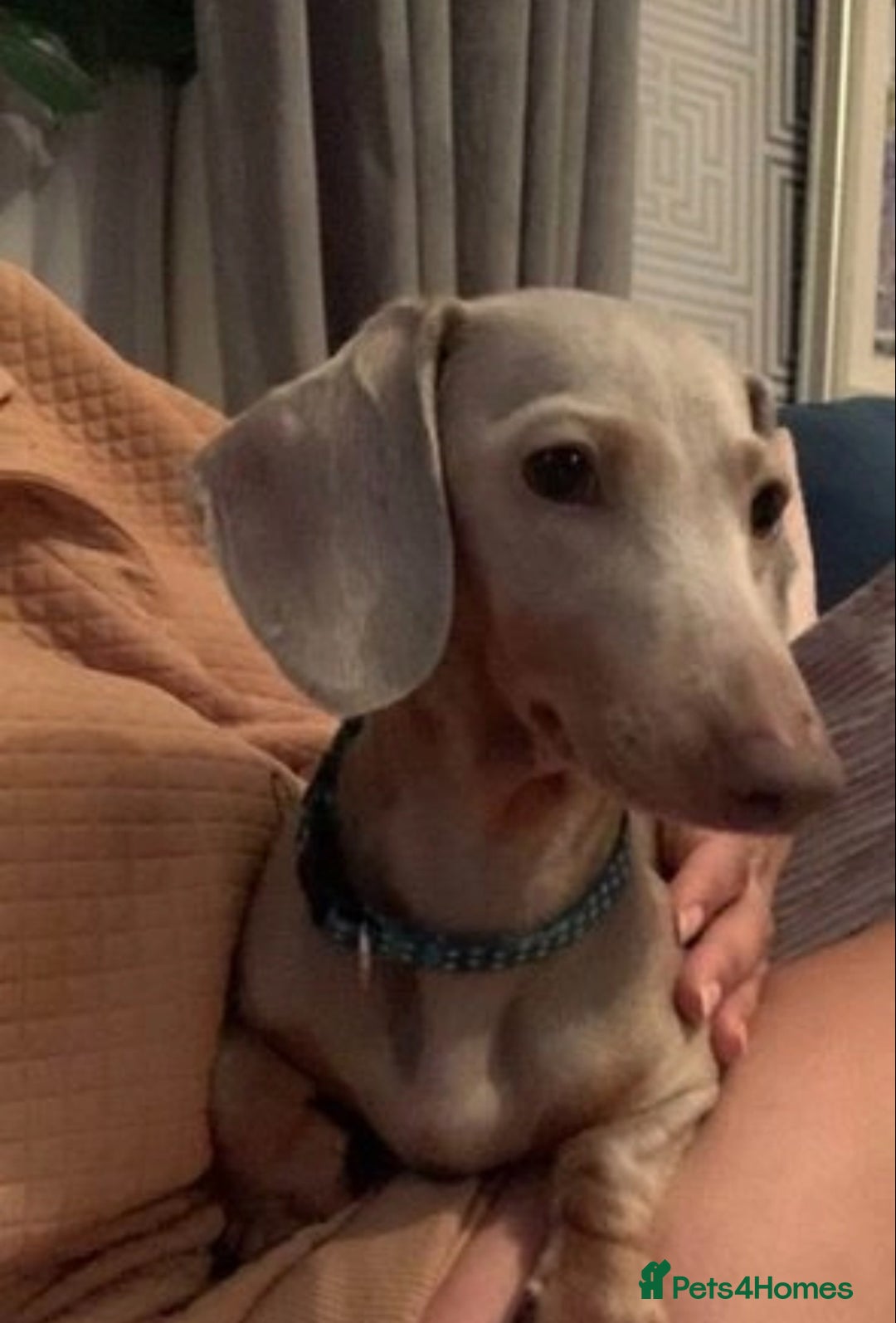 Miniature Dachshund dogs for sale: Female Isabella mini daschund  - Advert 2