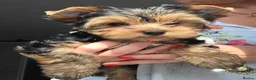 Yorkshire Terrier dogs for sale: Pedigree miniature Yorkshire terriers puppies  - Advert 5