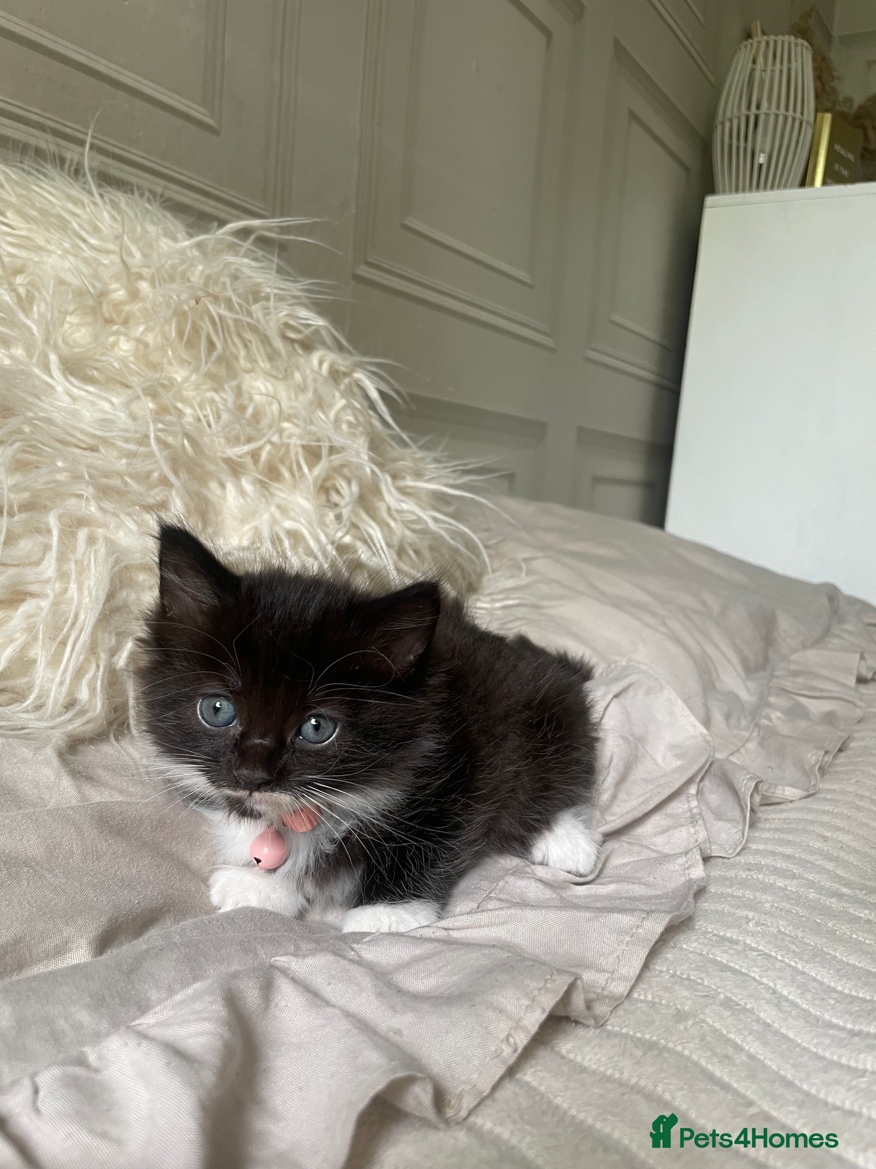 Mixed Breed cats for sale: Mixed kittens  - Advert 2