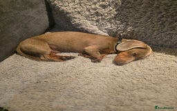 Dachshund dogs for sale: Miniature Isabella Tan Dachshund  - Image 3