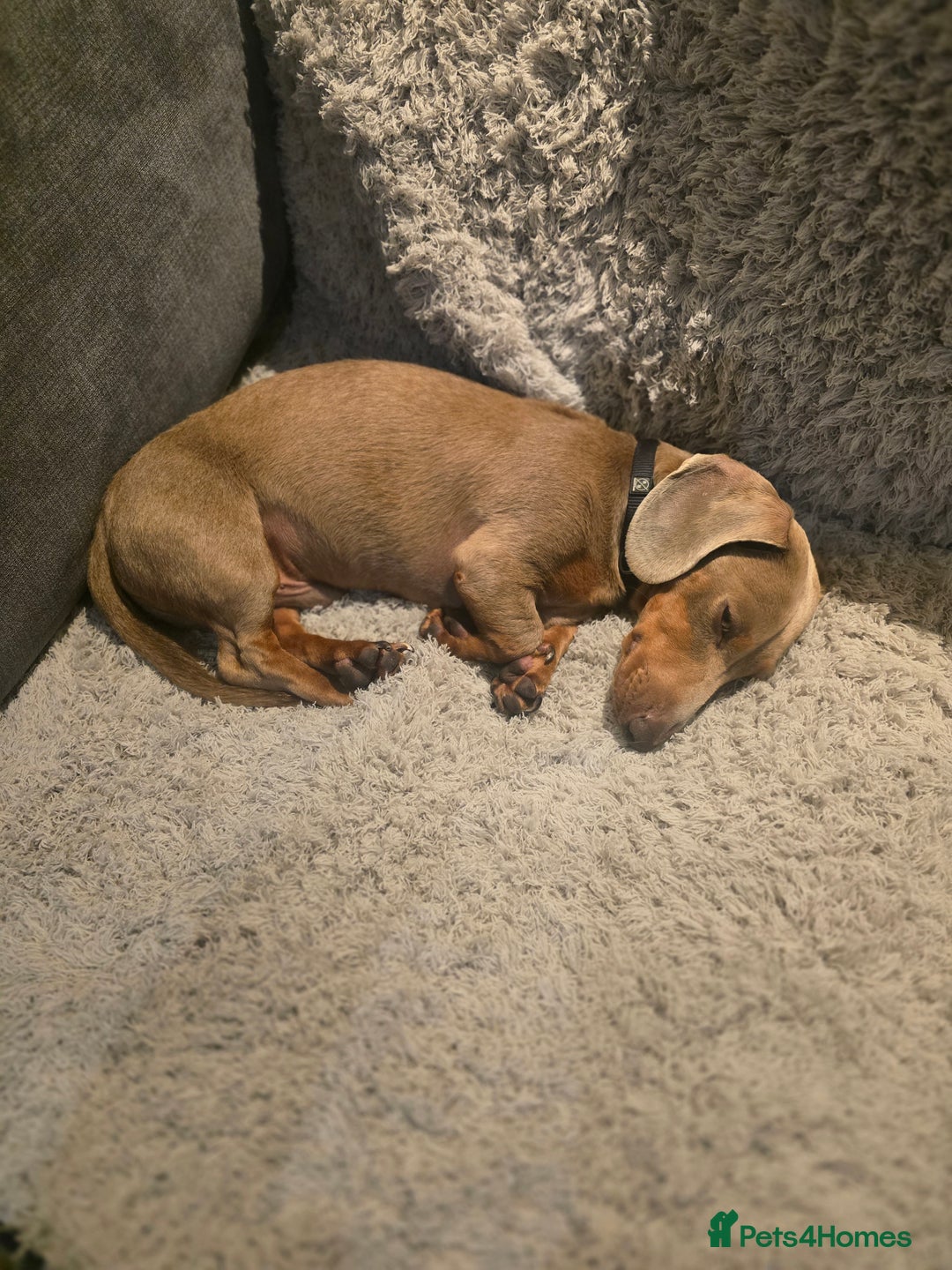 Dachshund dogs for sale: Miniature Isabella Tan Dachshund  - Image 3