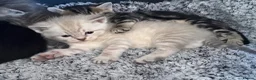 Mixed Breed cats for sale: 5 beautiful kittens  - Advert 8