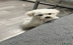 Mixed Breed dogs for sale: Bichon Mixed Breed  - Image 8