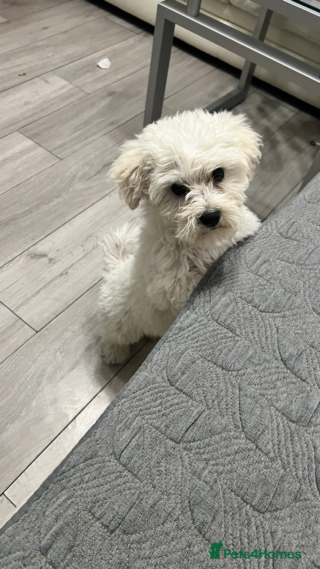 Mixed Breed dogs for sale: Bichon Mixed Breed  - Image 8