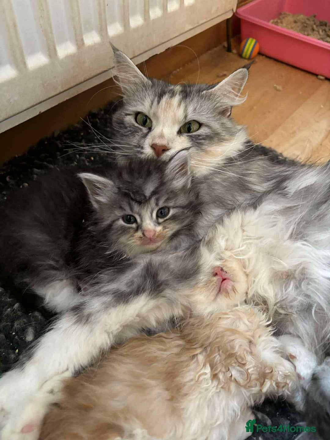 Siberian cats for sale: Siberian kittens - Image 4