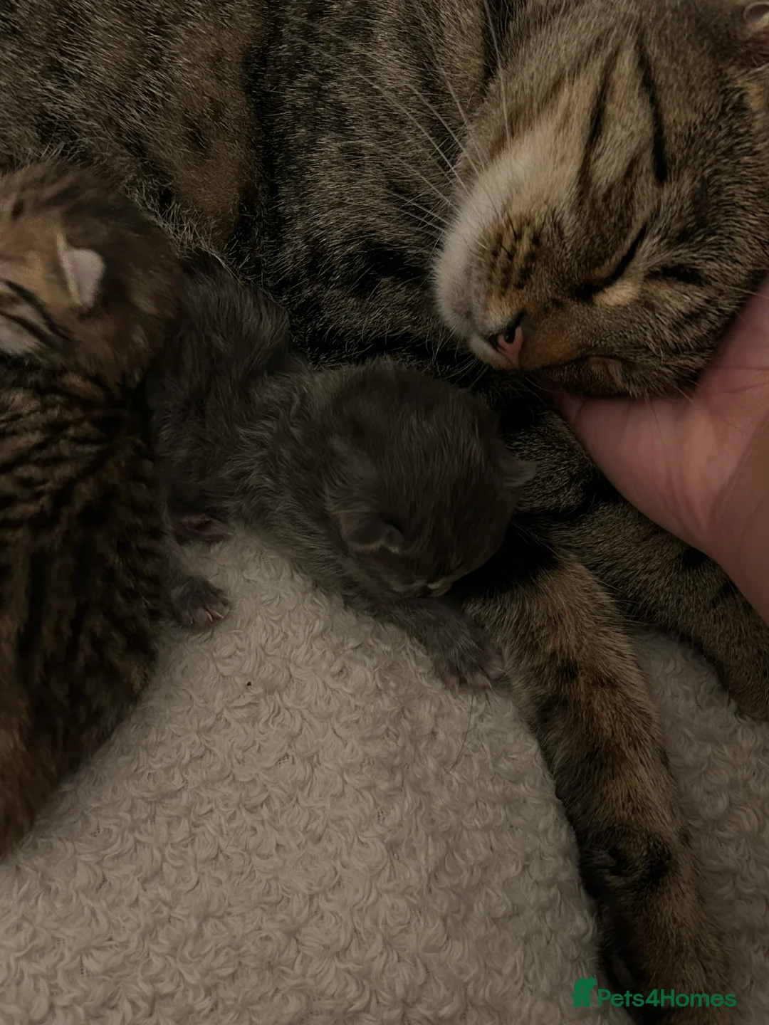 Mixed Breed cats for sale: Kitten in Manchester - Advert 4