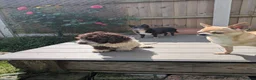 Cockapoo dogs for sale: 5 ⭐ DNA tested F1 cockapoos - Advert 21