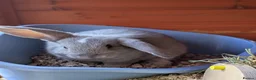 Mini Lop rabbits for sale: Beautiful Friendly Mini Lops - Advert 2