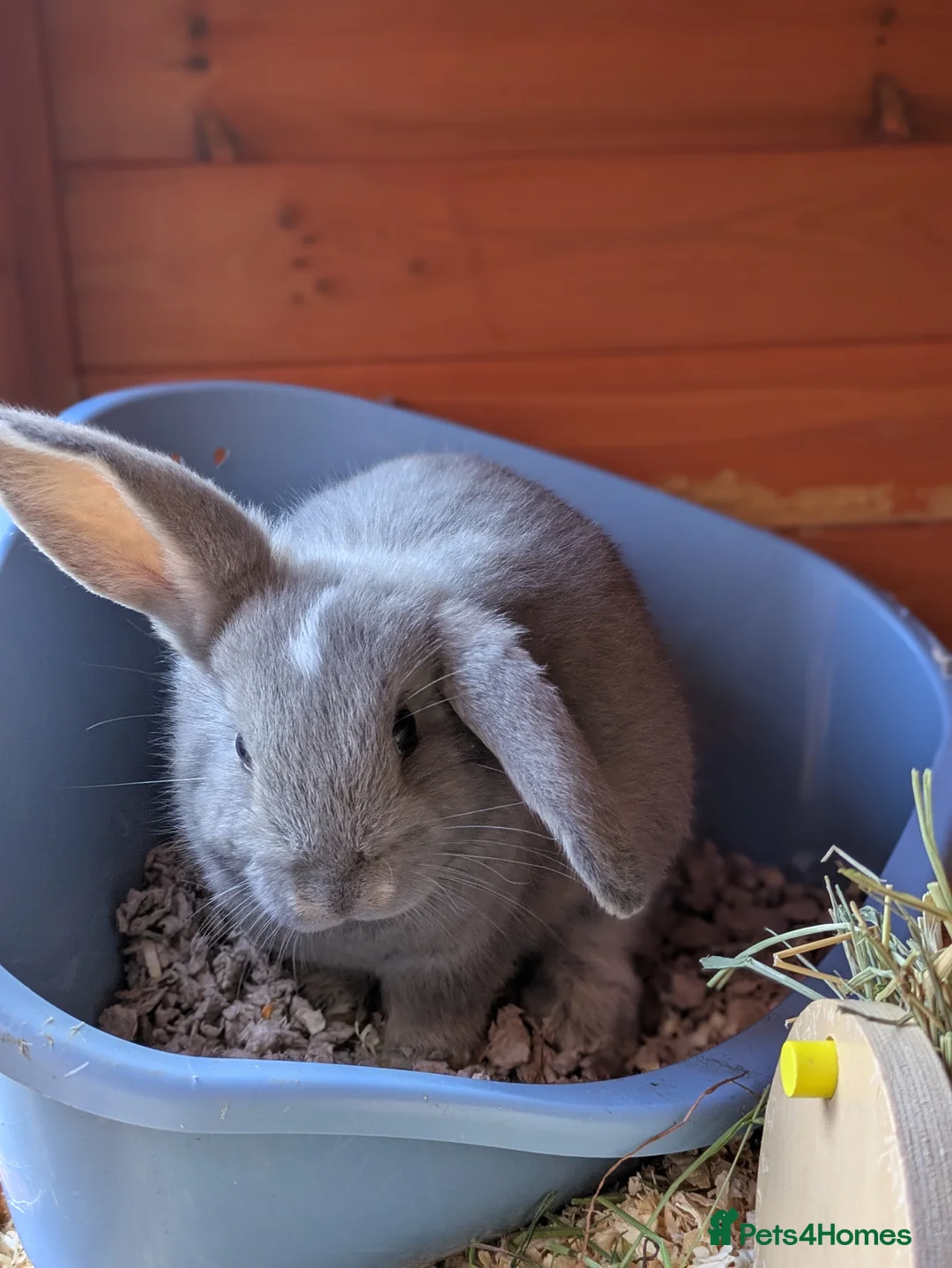 Mini Lop rabbits for sale: Beautiful Friendly Mini Lops - Advert 2