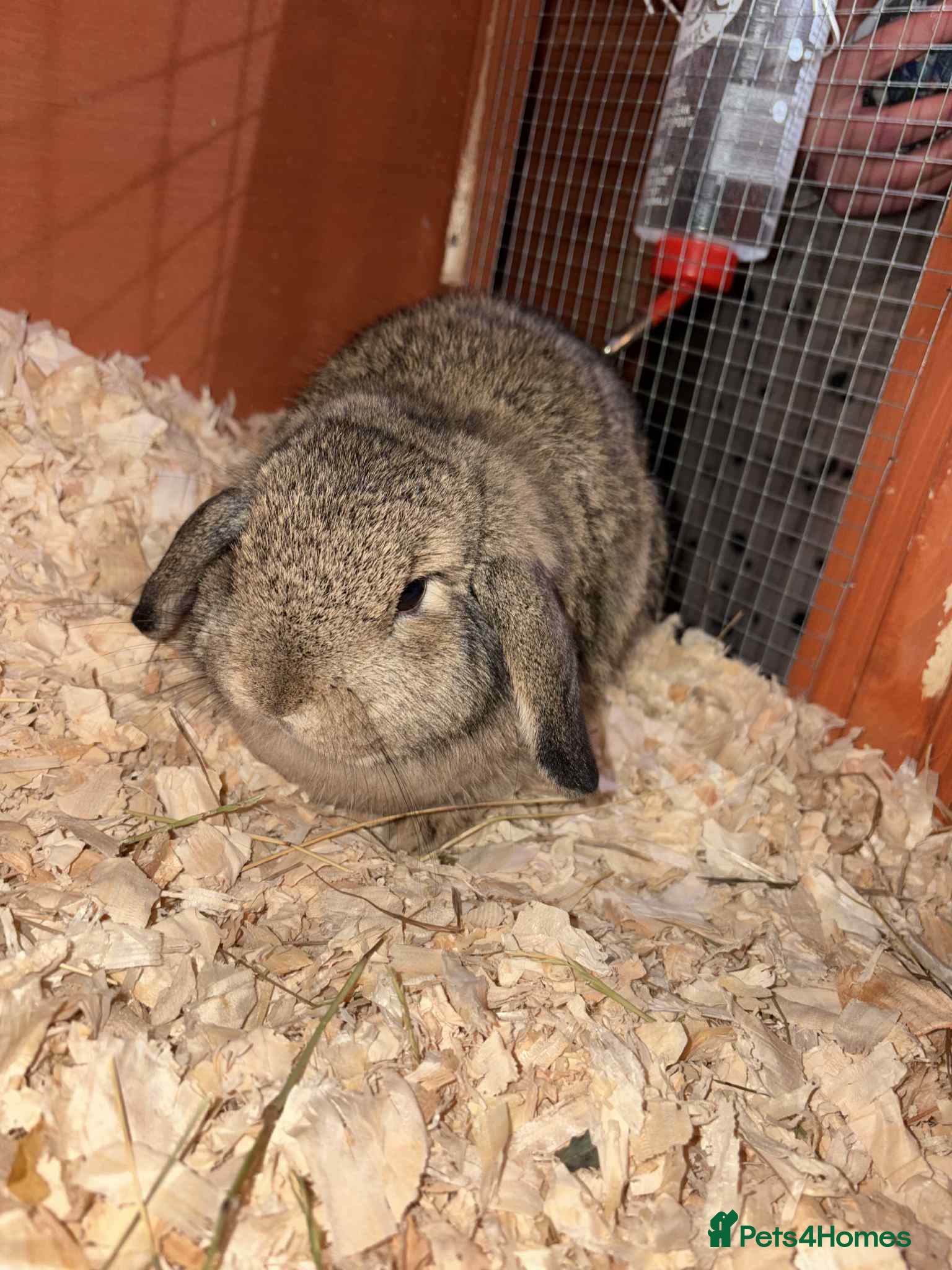 Mini Lop rabbits Last few left now - Advert 7