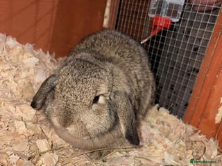 Mini Lop rabbits Last few left now - Advert 4