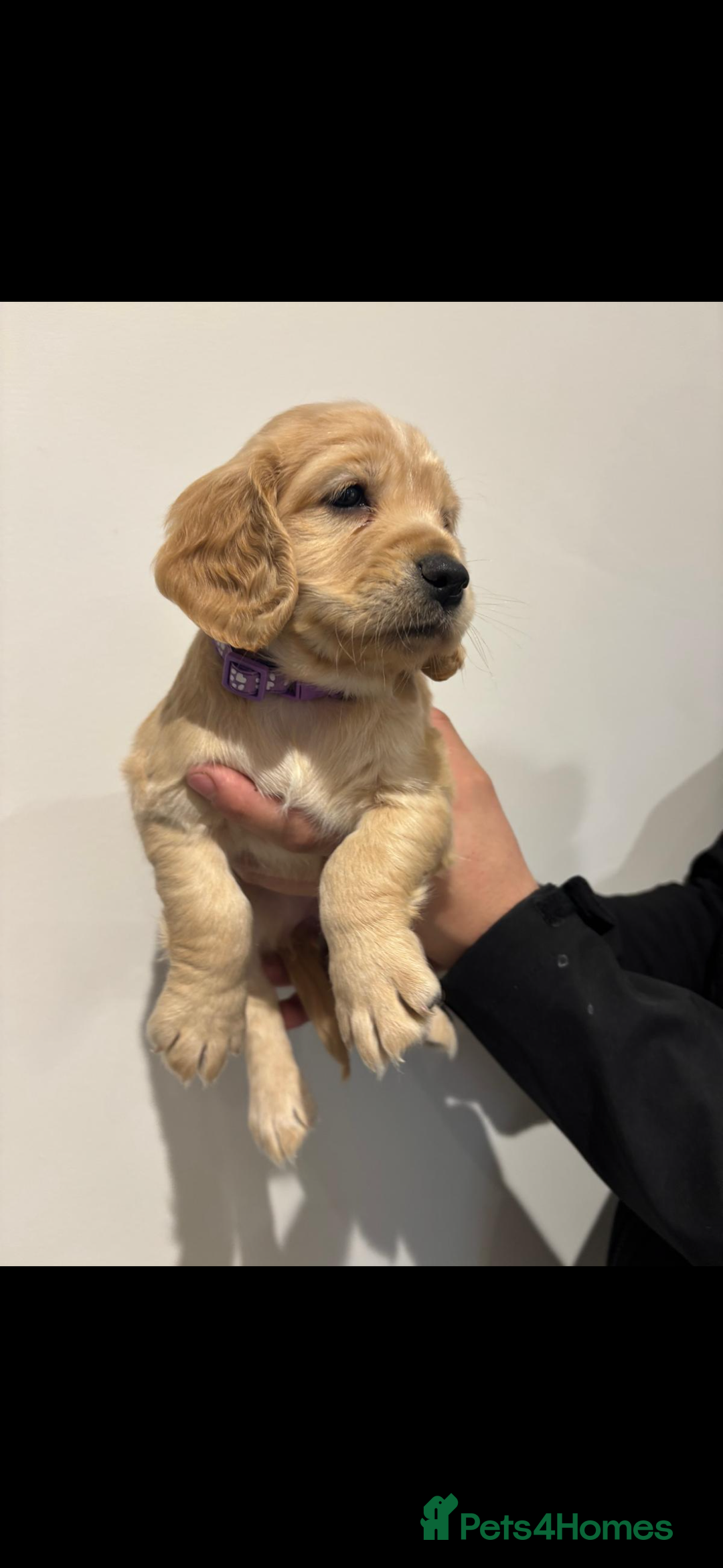 Cocker Spaniel dogs for sale: 5 gorgeous cocker spaniel puppies - Image 26