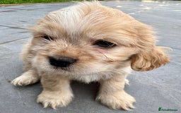 Mixed Breed dogs for sale: Mixed breed sm/md puppies  - Image 4