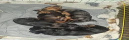 Miniature Dachshund dogs for sale: Miniature dachshunds - Advert 5