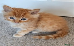 Ragdoll cats for sale: Beautiful Ragdoll Kittens  - Image 24