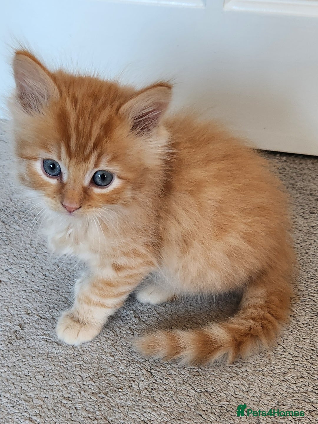Ragdoll cats for sale: Beautiful Ragdoll Kittens  - Image 24