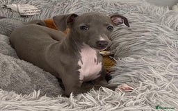 Italian Greyhound dogs for sale: ITALIAN GREYHOUND PUPPIES  - Image 37