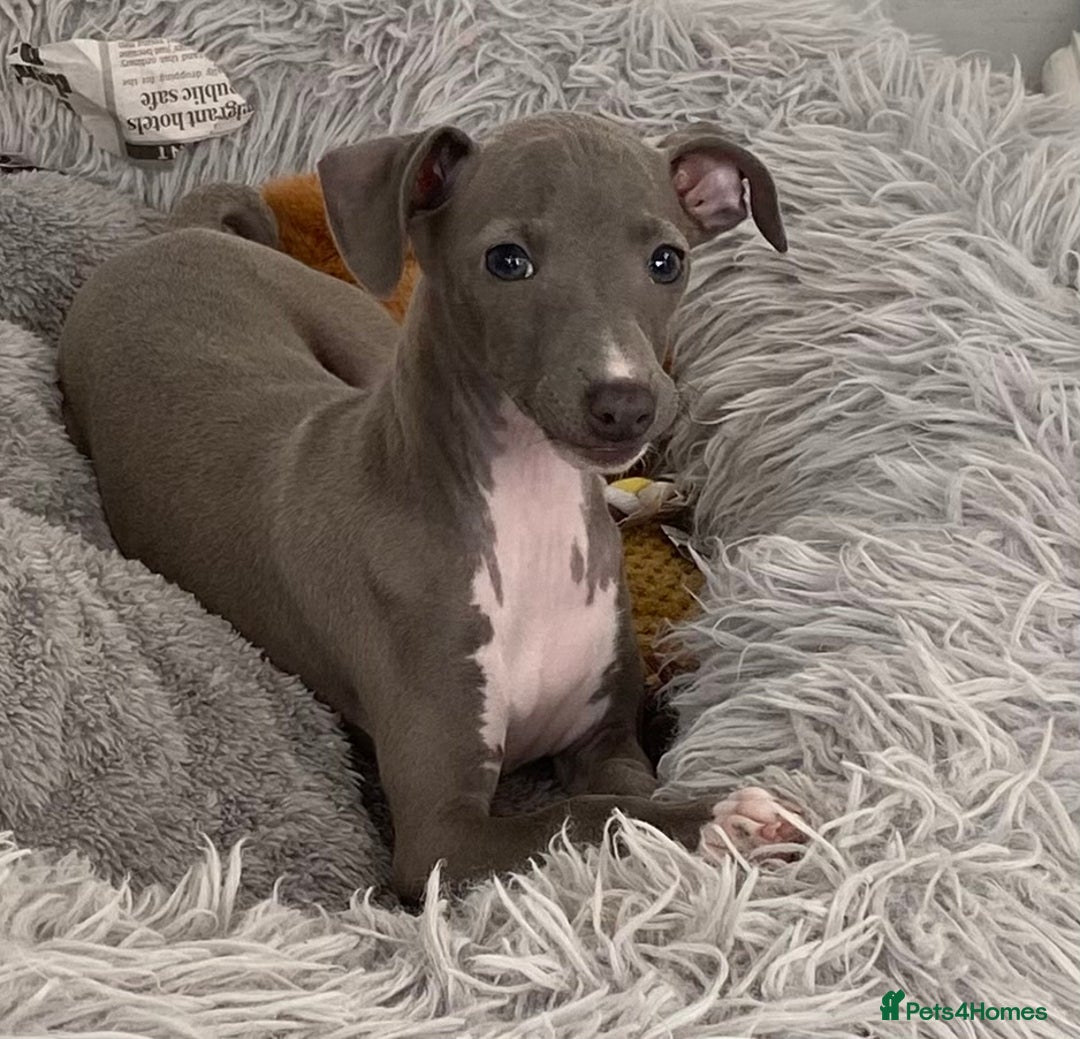 Italian Greyhound dogs for sale: ITALIAN GREYHOUND PUPPIES  - Image 37