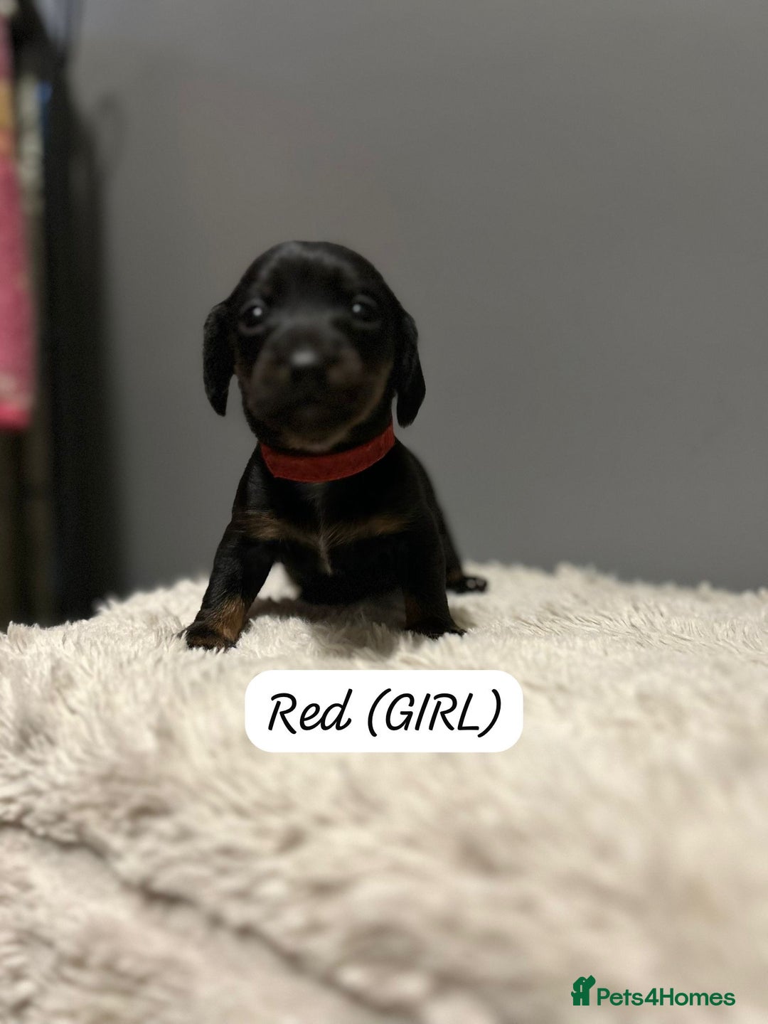 Miniature Dachshund dogs for sale: Miniature dachshund  - Advert 5