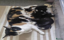 Mixed Breed cats for sale: 5 kittens for sale - Image 7
