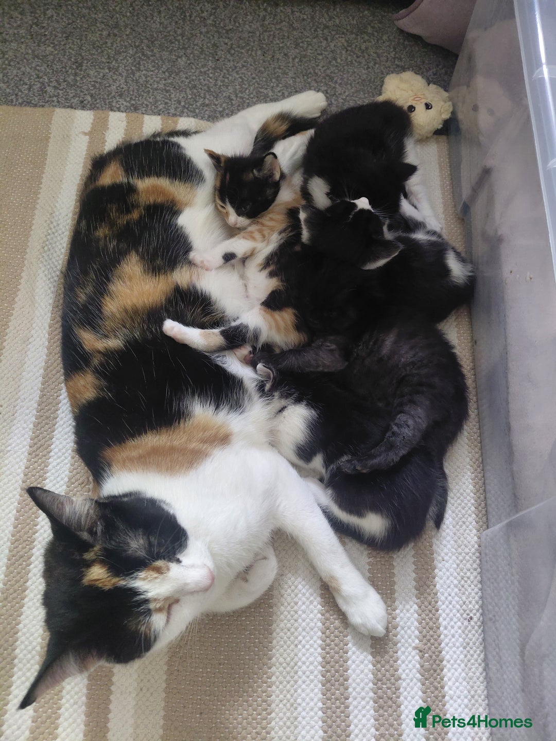 Mixed Breed cats for sale: 5 kittens for sale - Image 7