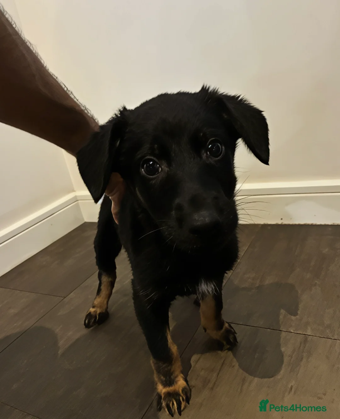 Mixed Breed dogs for sale: Puppies German Shepherd x Saluko x Dutch Harder - Advert 7