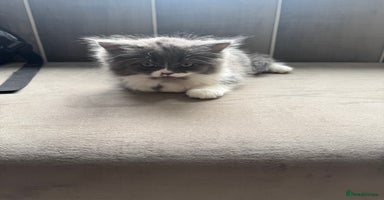 British Longhair cats - Advert 10