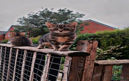 Mixed Breed cats for sale: Two adorable little girls  - Image 5
