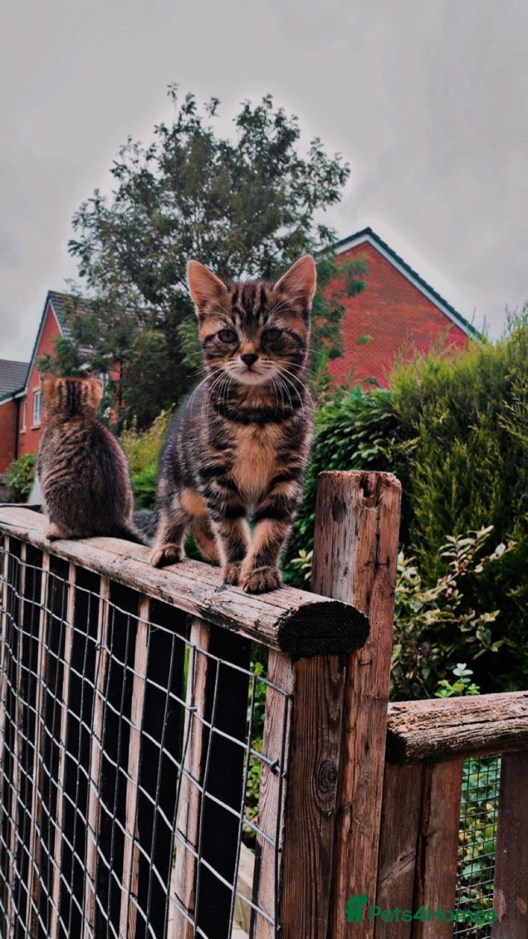 Mixed Breed cats for sale: Two adorable little girls  - Image 5