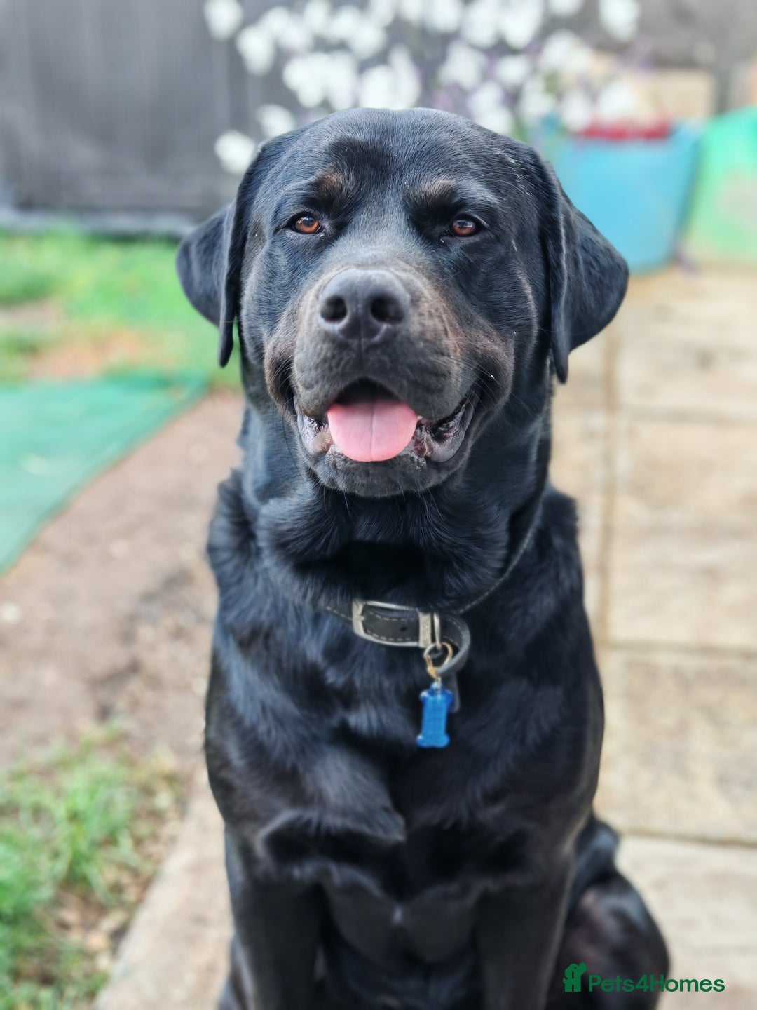 Mixed Breed dogs for stud: Lab X rottie for stud.  - Advert 2