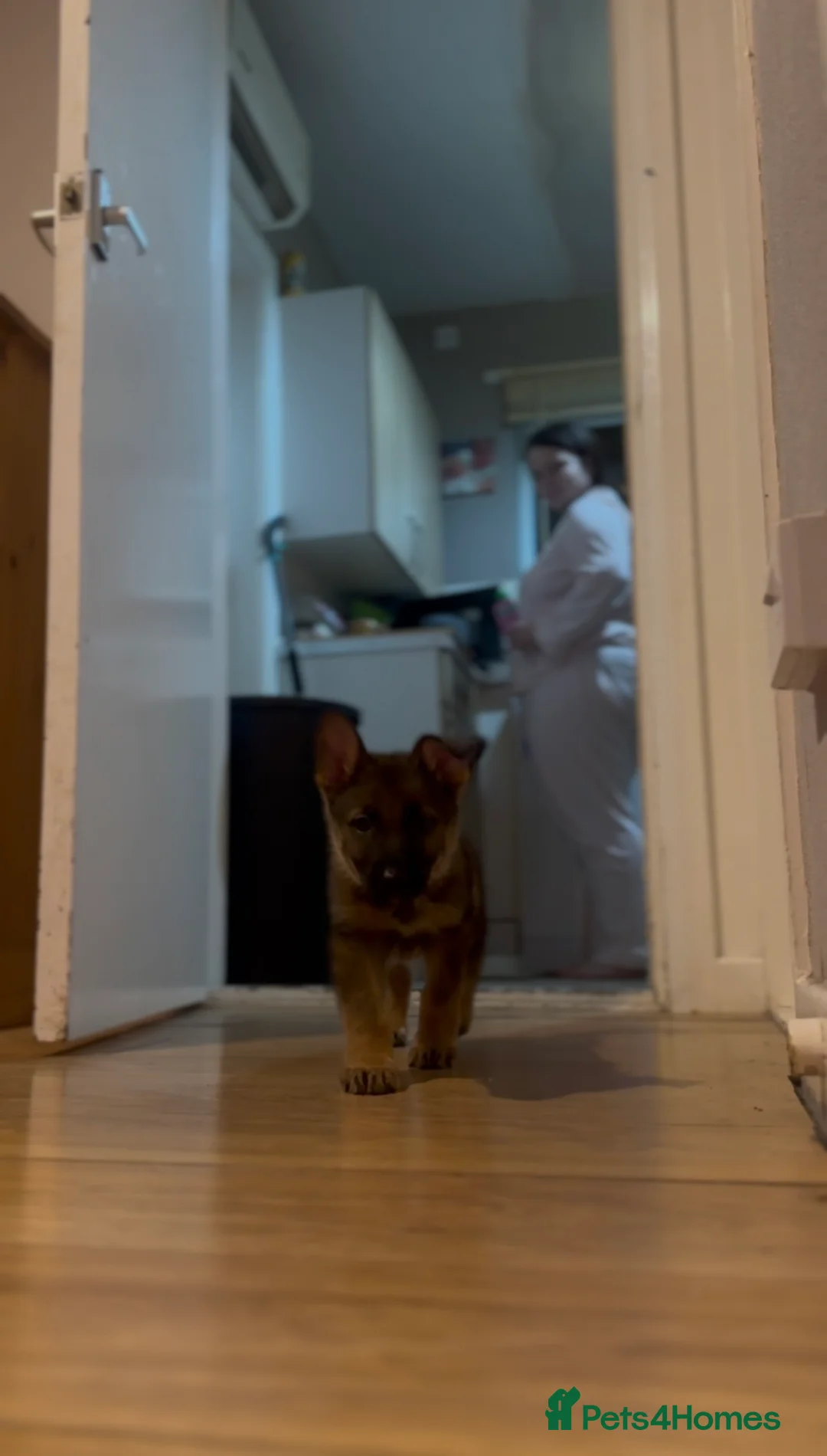 German Shepherd dogs for sale: Winnie - Advert 6