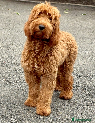 Gallery Image {{count}}