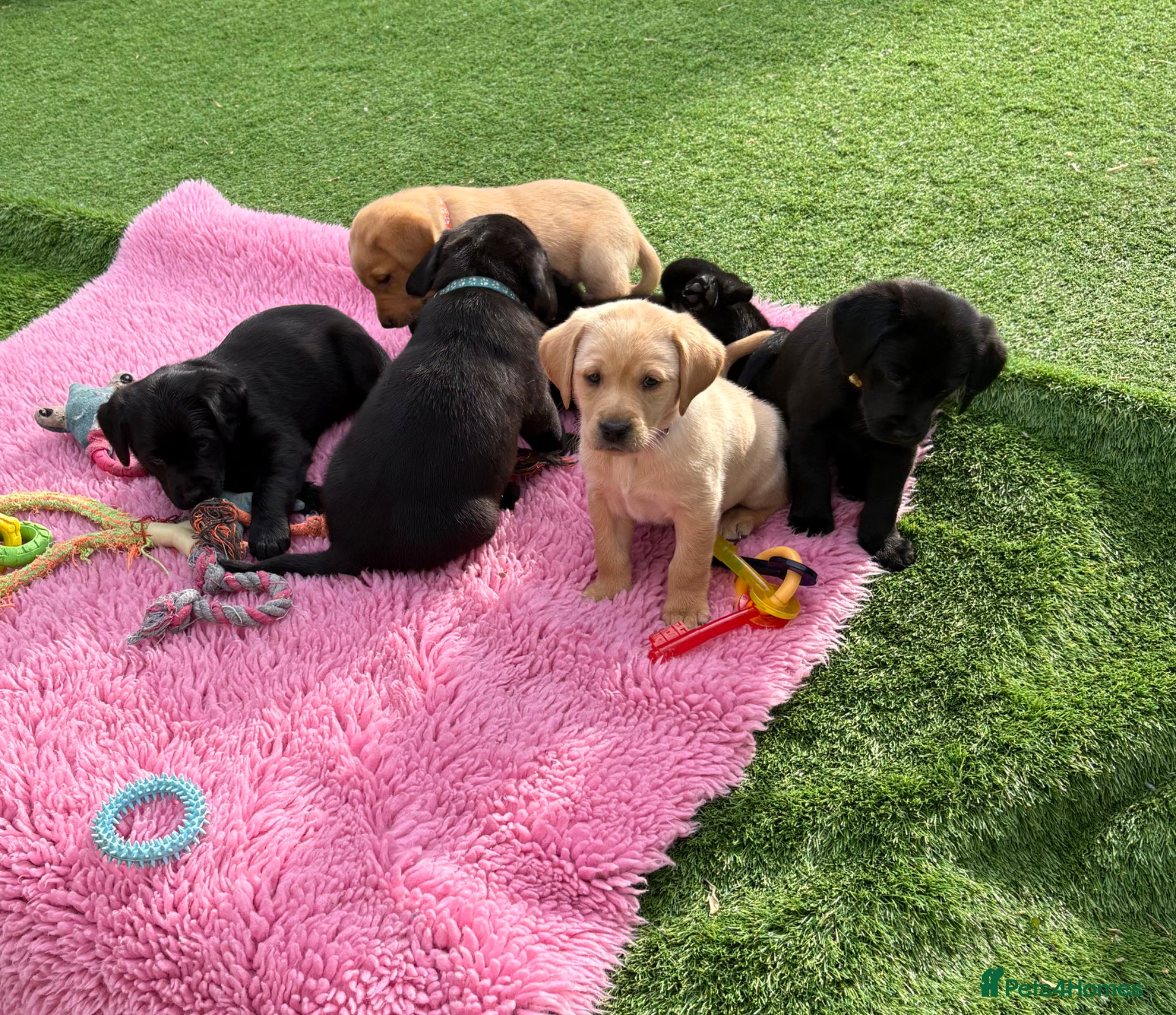 Labrador Retriever dogs Gorgeous Chunky Pedigree Labs - Advert 2