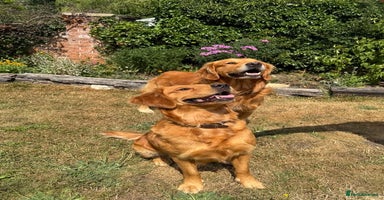 Golden Retriever dogs - Advert 5