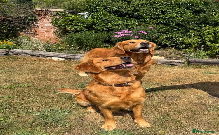Golden Retriever dogs - Advert 1