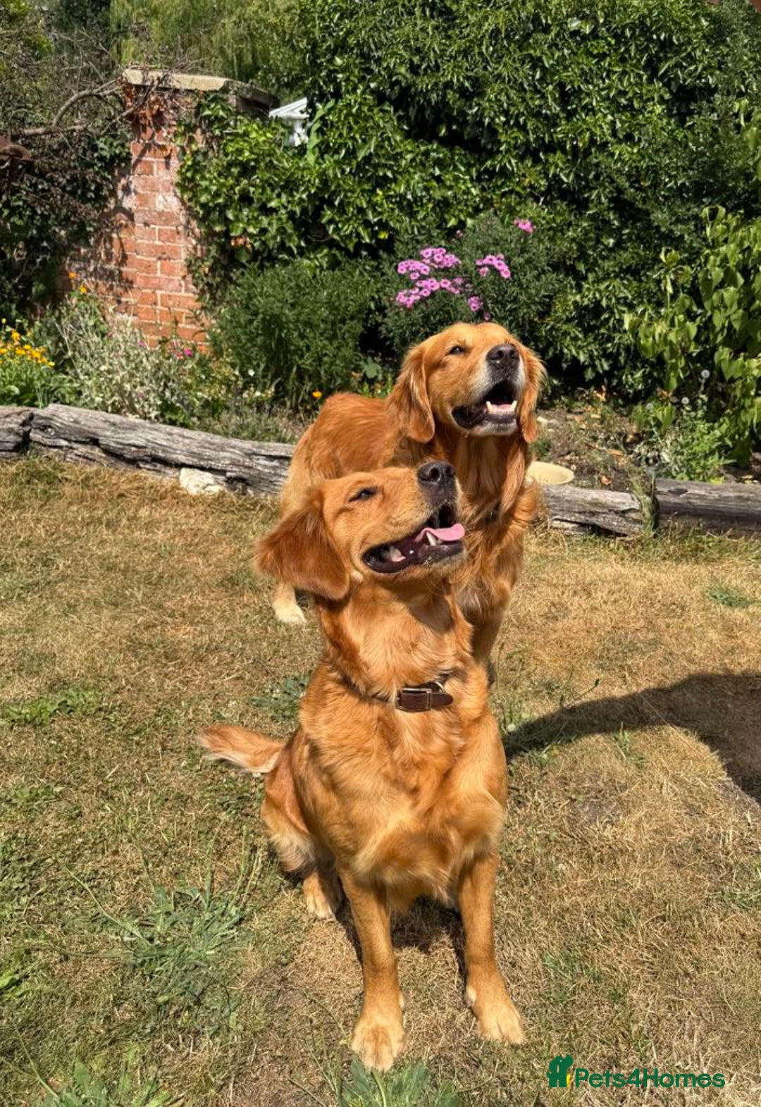 Golden Retriever dogs for sale: Beautiful litter of KC reg Golden Retriever pups  - Image 2