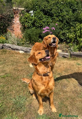 Golden Retriever dogs - Advert 9