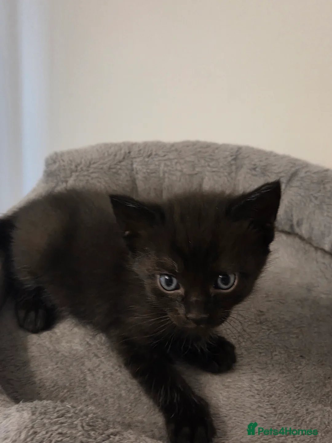 Maine Coon cats for sale: Maine Coon x kittens - Advert 6