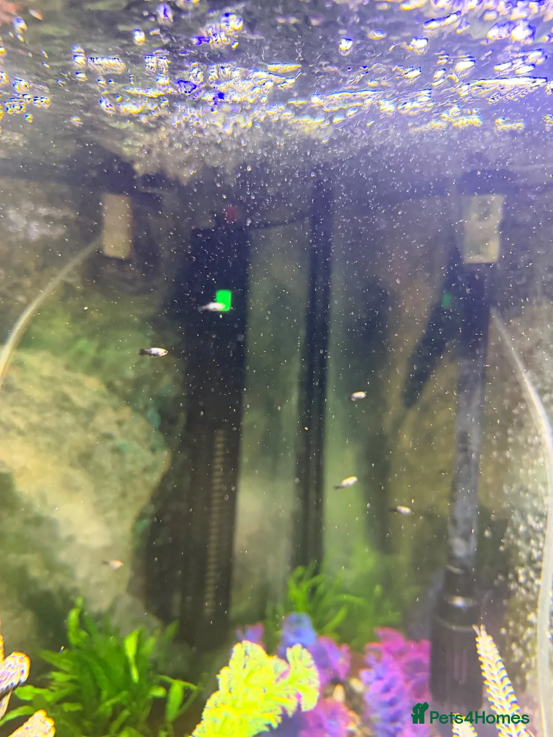 Mollies fish for sale: Baby mollie fry  - Advert 2