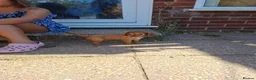 Cavalier King Charles Spaniel dogs for sale: KC Health tested Cavaliers  - Advert 5