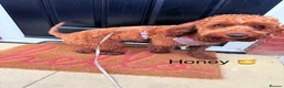 Cockapoo dogs for sale: 🐶 Beautiful Cockapoo Puppies ❤️ in Swadlincote - Advert 36