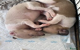 Whippet dogs for sale: Whippet pups  - Image 10